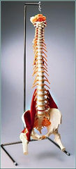 spine anatomy models on stand