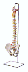 Spine Models with Stand:  29" No Femurs,  34"  With Femurs