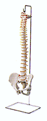 Spine 29" Spine  Or 18"  Spine Model With Femur Heads