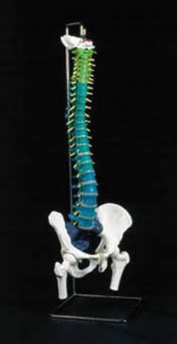 Spine-Didactic Painted "H" 34"  with Stand
