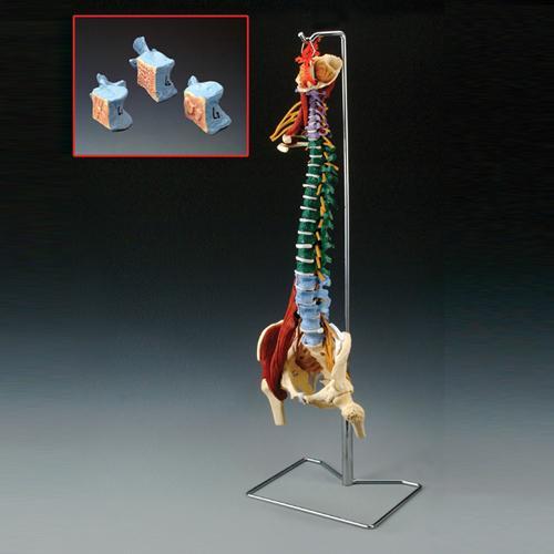 spine model with muscles vertebral column
