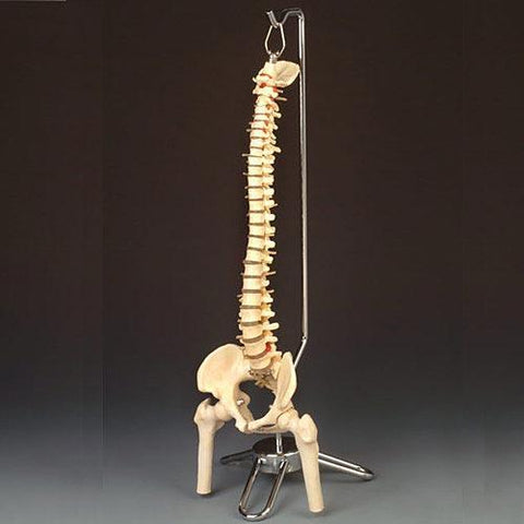 spine model