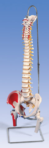 Spine Flexible With Femur Heads Printed Muscles