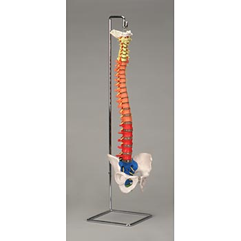 Spine Flexible Vertebral Column