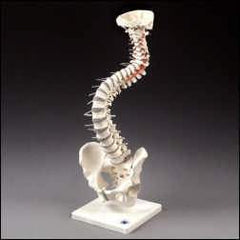 spinemodel flexible 