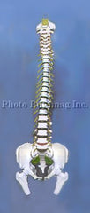 Spine "B" 35" Life Size Adult Spine Model