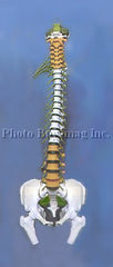 Spine "D" 35" Life-sized Adult Spine Model