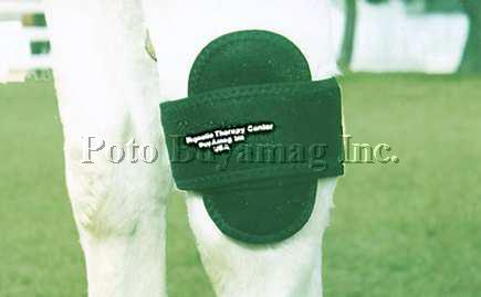 horse magnetic therapy support