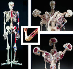 Super Skeleton  Model & Joints & Ligaments