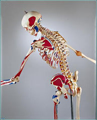 Super Skeleton  Model & Joints & Ligaments