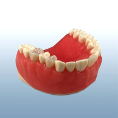 Dental Endodontic Gum Suture Model