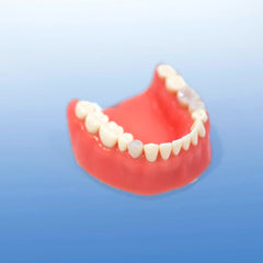 gum Surgical Model