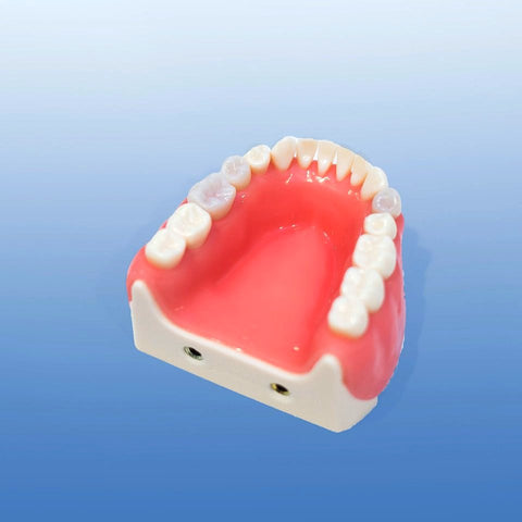 dental Surgical gum Model