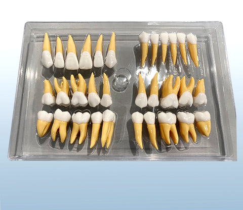 teeth anatomy shaped enlarged 