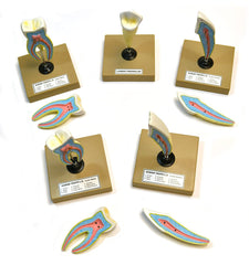 human teeth education models