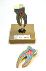 molar tooth education structure