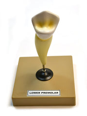 premolar tooth teaching dentistry anatomy