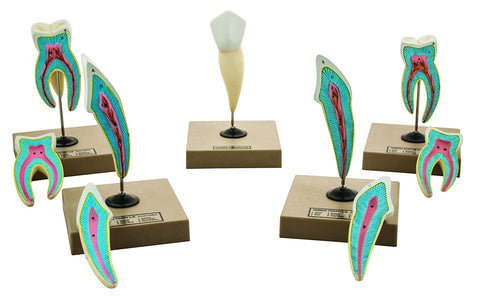 teeth education models