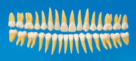 Replacement Teeth  Model For Typodont 32 or 28 Teeth