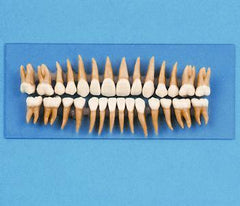 Dental Model 28  With Removable Teeth
