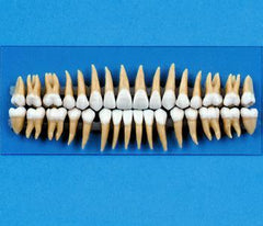 Replacement Dental Teeth