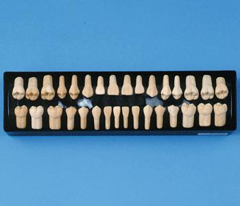 Dental Anatomical Teeth 2 x Life-Size