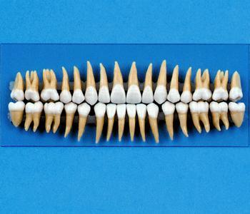 Replacement Teeth  Model For Typodont # 1