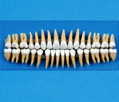 Replacement Teeth  Model For Typodont # 1