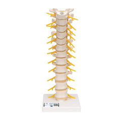 Thoracic spine model 