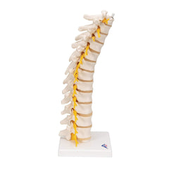 Thoracic spine vertebral column model