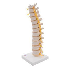 spine thoracic model