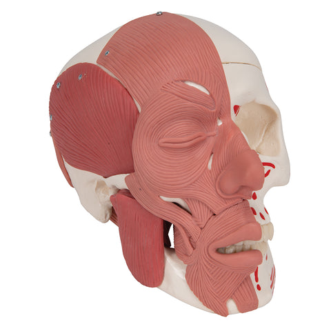 tmj skull model 