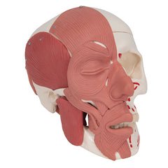 tmj skull model 