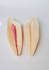 canine tooth model