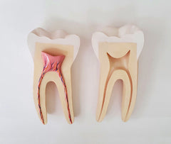 human teeth models