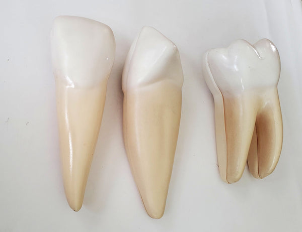 human teaching teeth model