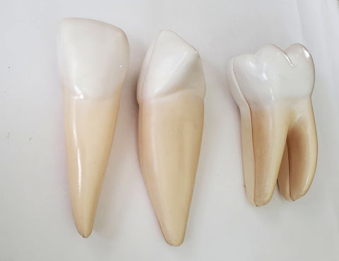 human teaching teeth model