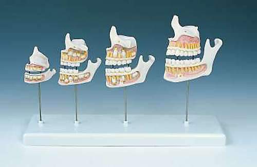 child dentition development model