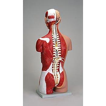 torso muscles Model