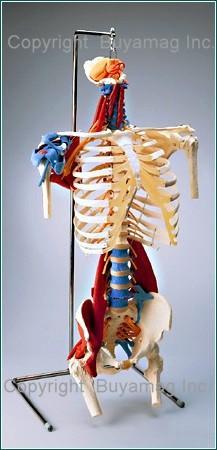 Human Torso Model Skeletal Muscles Tendons Ligaments Deluxe Life-Size Adult