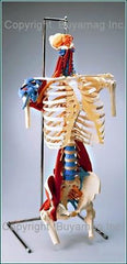 Human Torso Model Skeletal Muscles Tendons Ligaments Deluxe Life-Size Adult