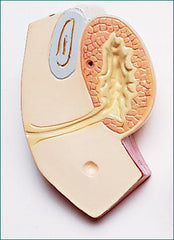 Multy-Torso: 39 Dissected Structures 23 Removable Parts Sexless Configuration