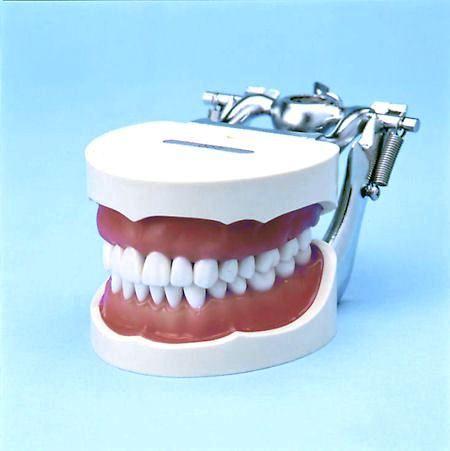 Typodont  Model 32 Removable Teeth Soft Gingivae