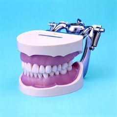 Training Techniques Typodont 28 Removable Teeth Soft Gingivae