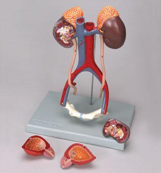 male urinary system prostate model