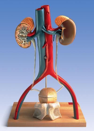 Urinary System Kidney Adrenal Glands, Vessels, Ureter