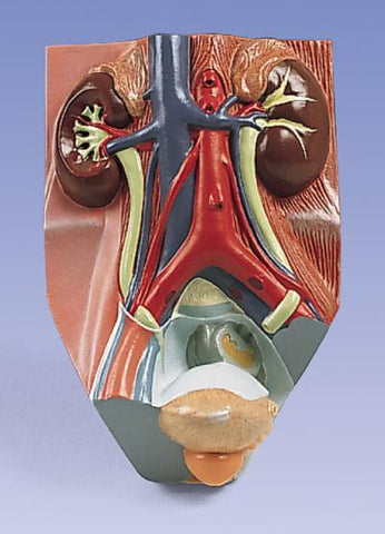 Urinary System Male 0.75 Times Full-Size