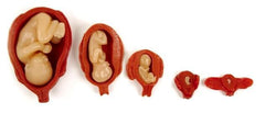 human uterus fetus womb Models