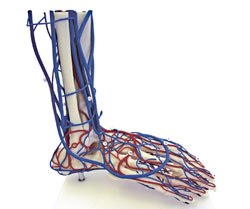 Foot Ankle Model Deluxe