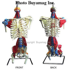 Human Torso Model Skeletal Muscles Tendons Ligaments Deluxe Life-Size Adult
